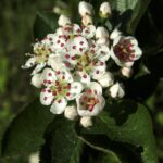 plantare aronia in gradina