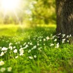 cyclamen in gradina