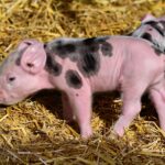 ce inseamna cand visezi carne de porc