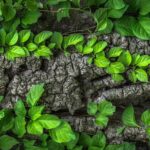 remedii naturiste pentru amigdale inflamate la copii