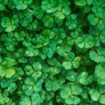 remedii naturiste pentru plamani