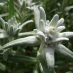 ziua florii de colt