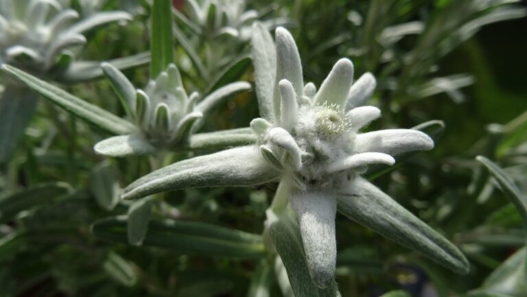 ziua florii de colt