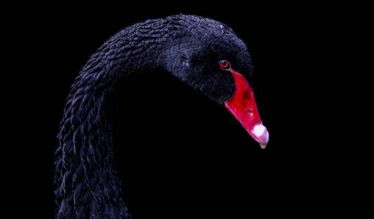 ziua internationala a marii negre