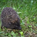 ziua internationala a animalelor