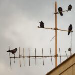 ziua mondiala a pasarilor migratoare