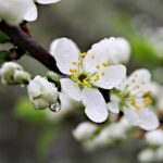 ziua internationala a florilor