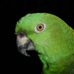 retete de prajitura cu nuca de cocos