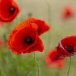 ziua armistitiului