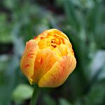 ziua nationala a florilor