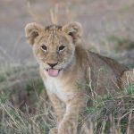 cat dureaza dermatita atopica la bebelusi