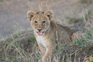 cat dureaza dermatita atopica la bebelusi